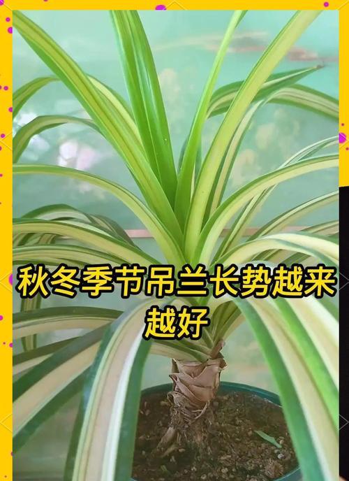 吊兰的种类有哪些？它们的养护方法是什么？