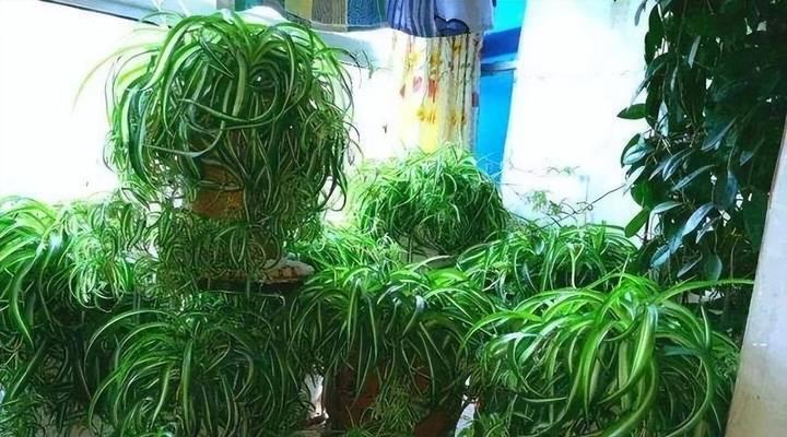 吊兰的种类有哪些？它们的养护方法是什么？