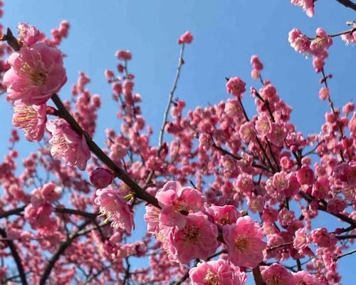 夏天有哪些花会盛开？夏天赏花的正确打开方式是什么？
