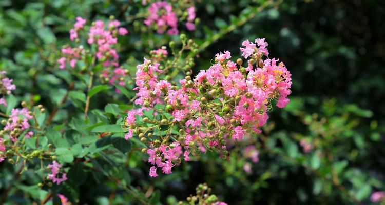 夏天有哪些花会盛开？夏天赏花的正确打开方式是什么？
