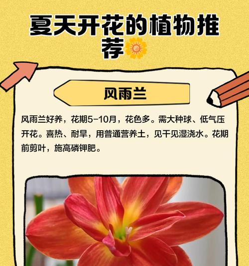 夏天有哪些花会盛开？夏天赏花的正确打开方式是什么？