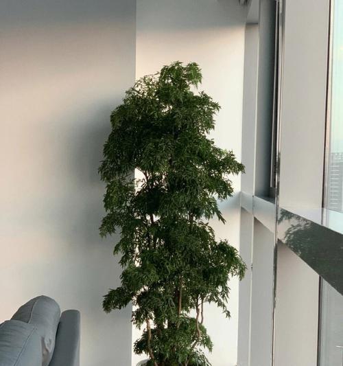 办公室植物摆放的风水讲究有哪些？