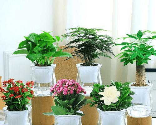 办公室植物摆放的风水讲究有哪些？