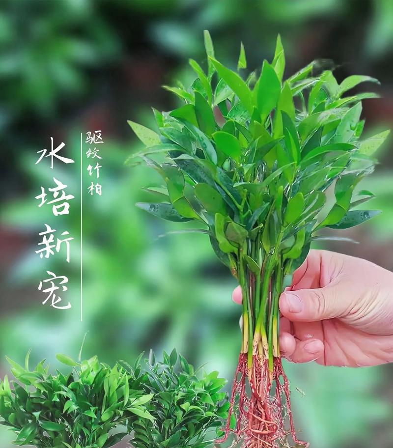 水培的植物有哪些？适合水培的植物种类有哪些？