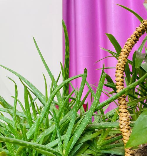 水培的植物有哪些？适合水培的植物种类有哪些？