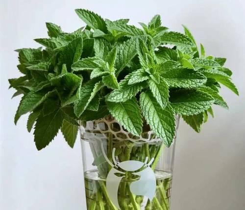 水培的植物有哪些？适合水培的植物种类有哪些？