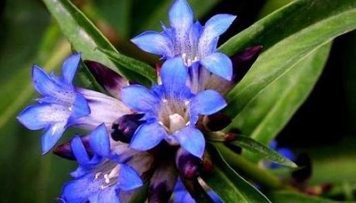 艽菜种植的步骤是什么？艽菜在阳台能种吗？