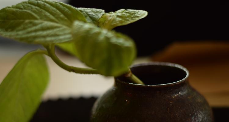 艽菜种植的步骤是什么？艽菜在阳台能种吗？