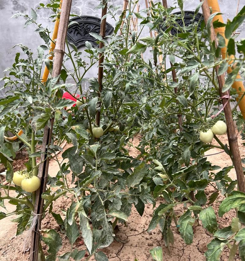 艽菜种植的步骤是什么？艽菜在阳台能种吗？