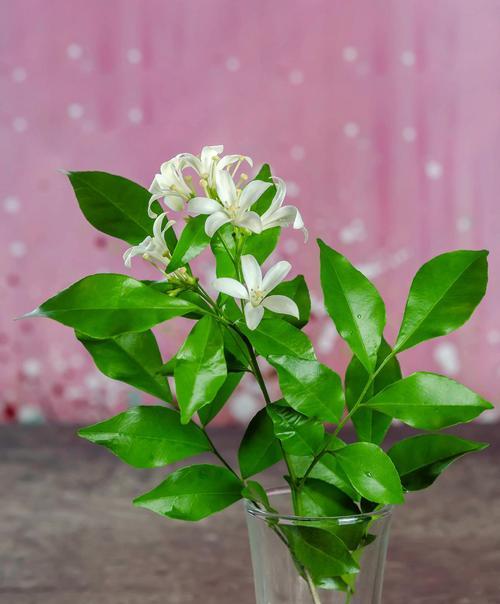 家庭常见绿植有哪些？如何养护？