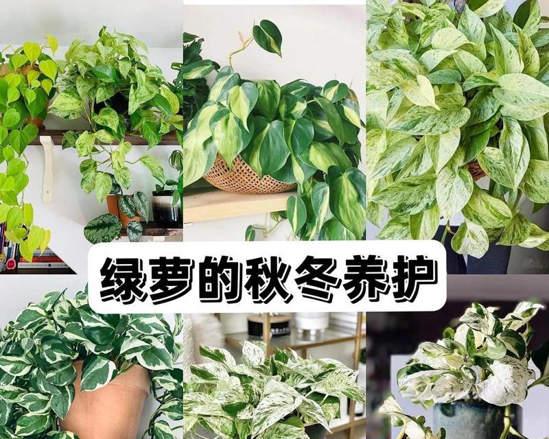 家庭常见绿植有哪些？如何养护？