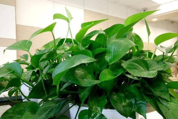 家庭常见绿植有哪些？如何养护？