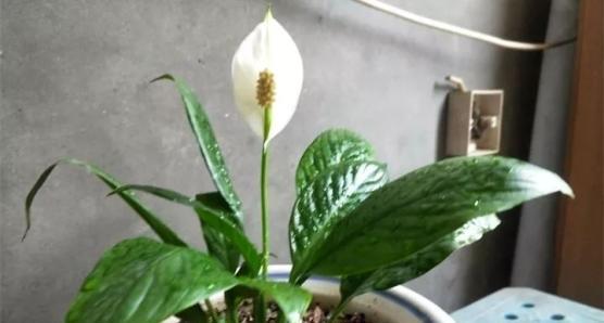 铁茉莉的养殖方法是什么？如何确保其茁壮成长？
