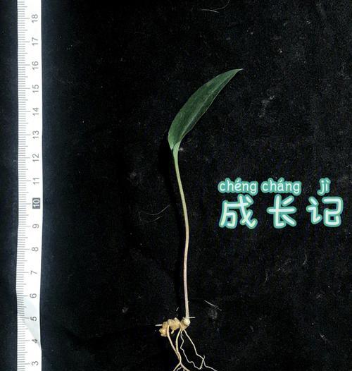 铁茉莉的养殖方法是什么？如何确保其茁壮成长？