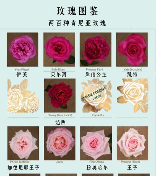 可食用玫瑰花品种有哪些？选择时应注意什么？