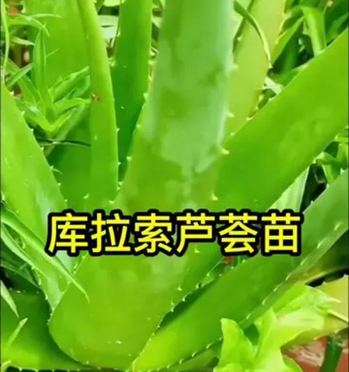 芦荟的种植方法是什么？