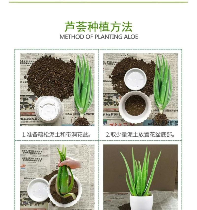 芦荟的种植方法是什么？