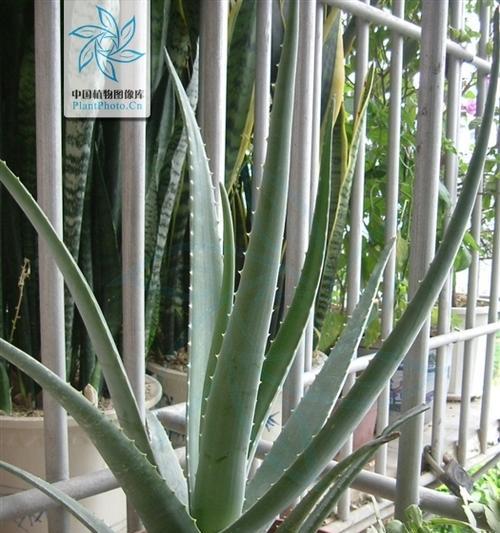 芦荟的种植方法是什么？