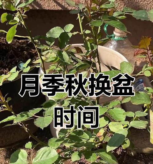 倒盆的最佳时机是什么时候？倒盆过程中需要注意什么？