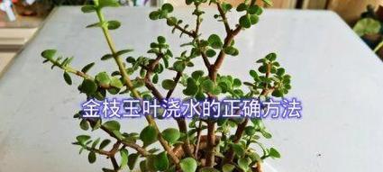 金枝玉叶浇水方法是什么？