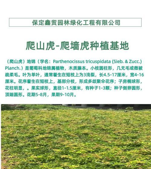 爬山虎种植方法有哪些？如何让它快速生长？