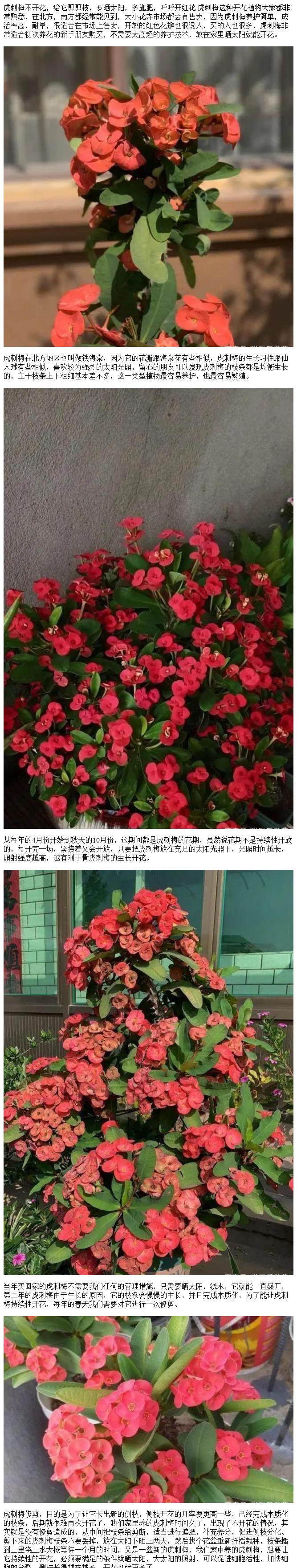 刺梅修剪的正确时间和技巧是什么？