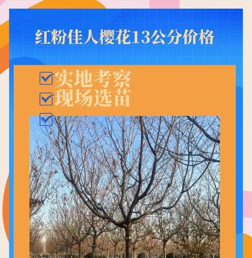 樱花有哪些用途？樱花除了观赏还有什么价值？
