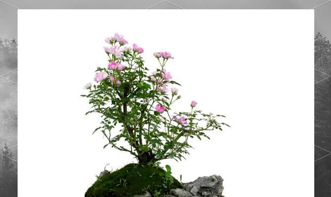 月季花盆景修理的正确方法是什么？