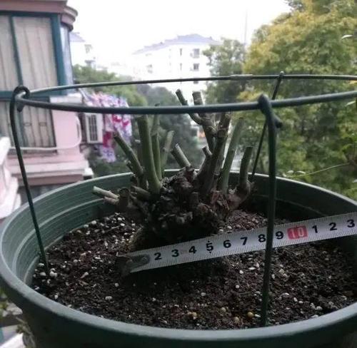月季花盆景修理的正确方法是什么？