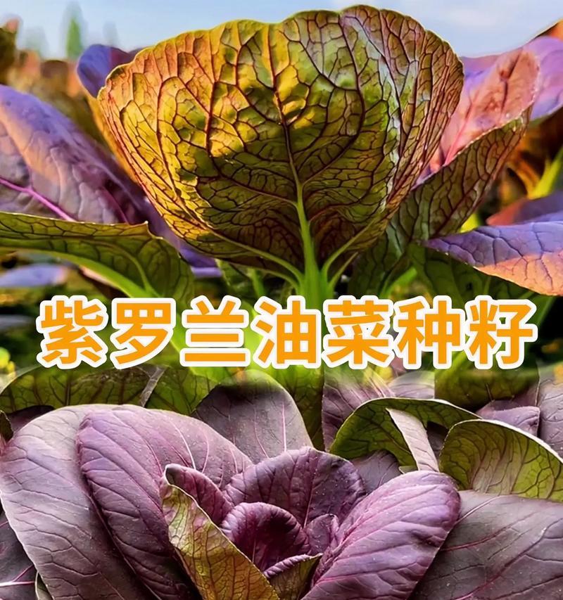 紫罗兰种子的外观特征是什么？