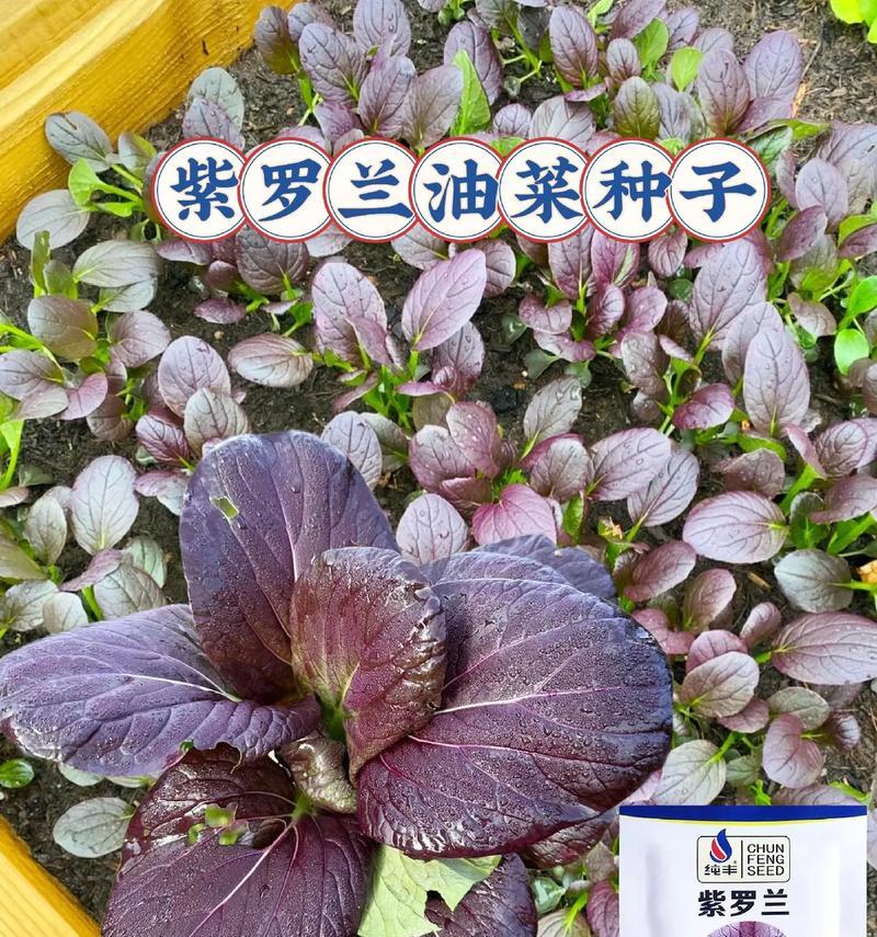 紫罗兰种子的外观特征是什么？