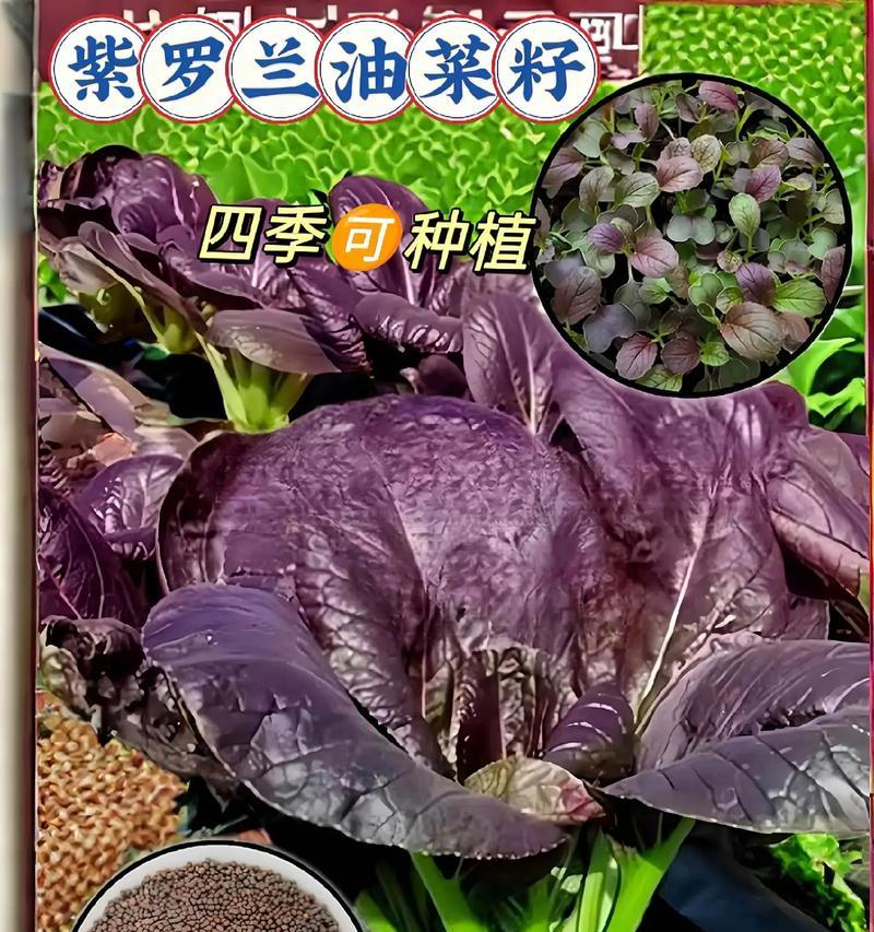 紫罗兰种子的外观特征是什么？
