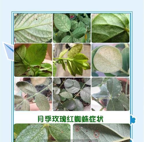 花卉出现虫害的处理方法和预防措施？