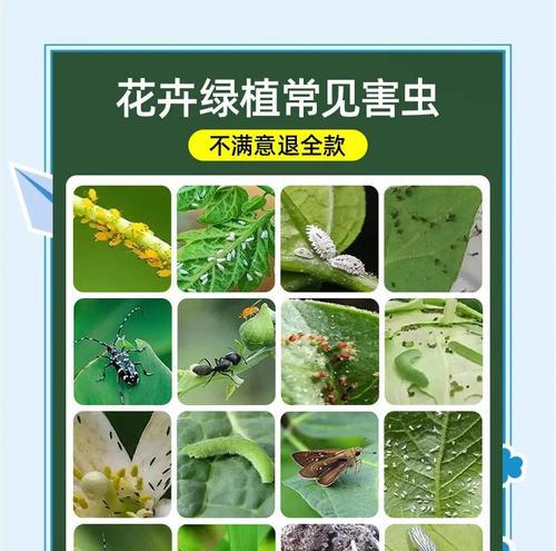 花卉出现虫害的处理方法和预防措施？