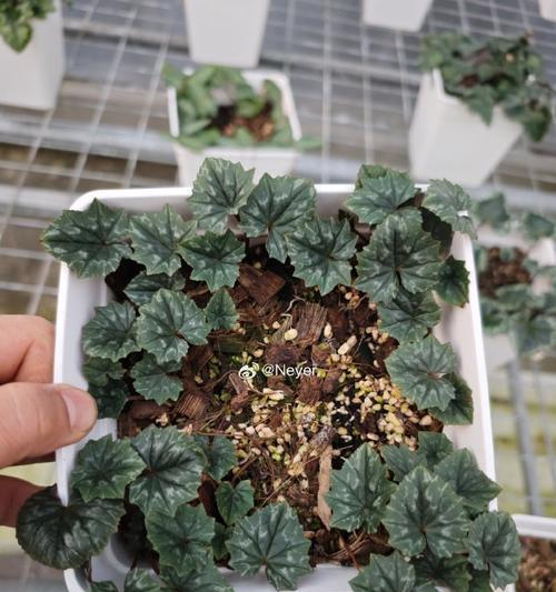仙客来授粉的方法和提高成功率的技巧？