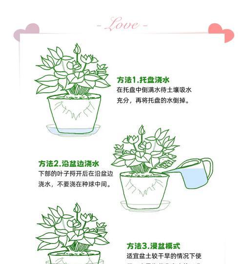 仙客来授粉的方法和提高成功率的技巧？