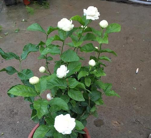 虎头茉莉的养植要点是什么？