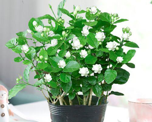 虎头茉莉的养植要点是什么？