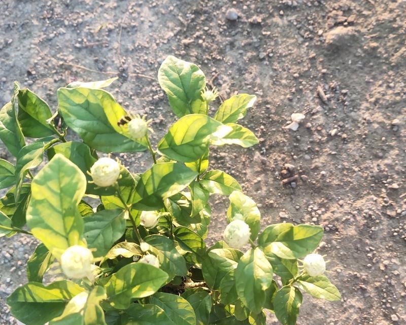 虎头茉莉的养植要点是什么？