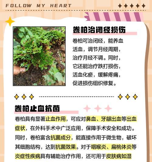 卷柏繁殖方法是什么？
