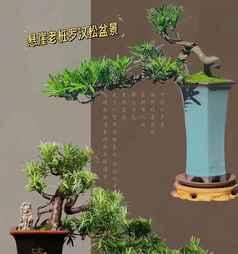 罗汉松的用途和价值？罗汉松有哪些特别的用途？