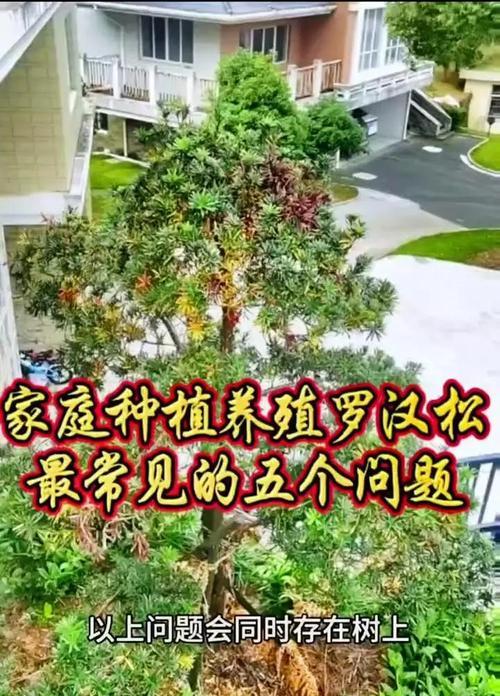 罗汉松的用途和价值？罗汉松有哪些特别的用途？