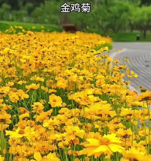 花籽播种的最佳时机是什么时候？播种步骤有哪些？