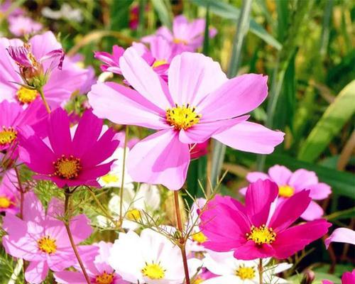 花籽播种的最佳时机是什么时候？播种步骤有哪些？