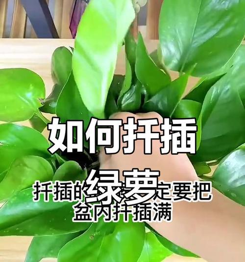绿萝培养技巧有哪些？绿萝培养过程中需要注意什么？
