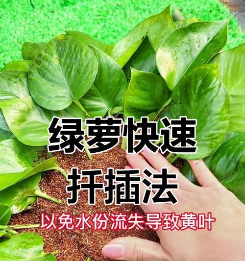 绿萝培养技巧有哪些？绿萝培养过程中需要注意什么？