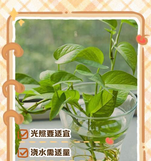 绿萝培养技巧有哪些？绿萝培养过程中需要注意什么？