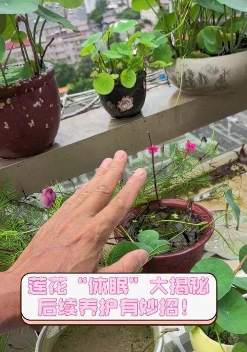 莲花种植的步骤和养护要点是什么？