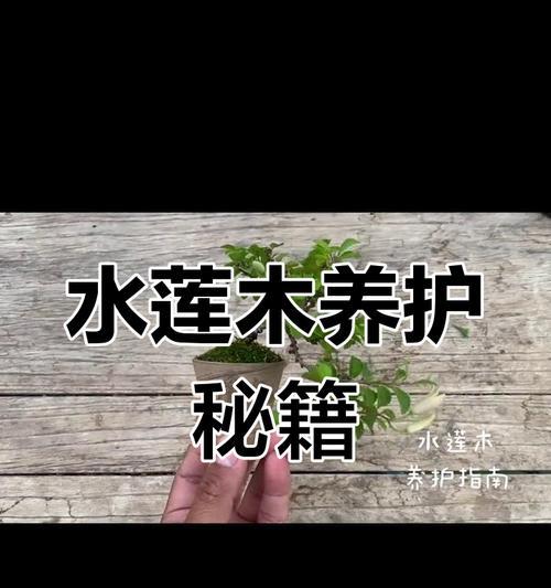 莲花种植的步骤和养护要点是什么？