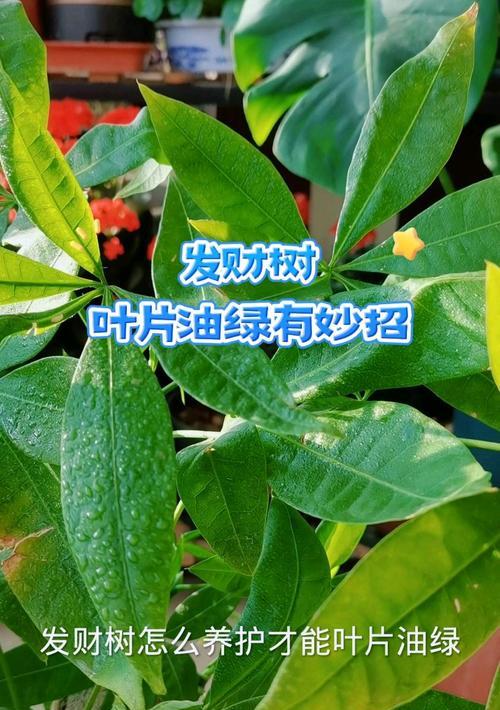 发财树叶子发黄不绿？如何恢复翠绿？